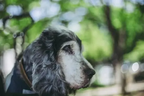 TRAINING SENIOR DOGS