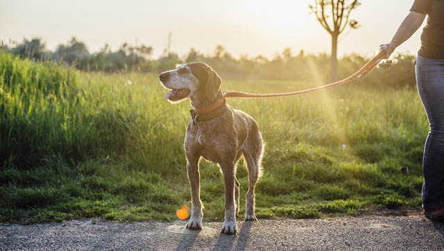 HOW TO WALK A SENIOR DOGS