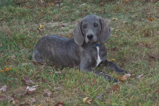 BLUE DOG BREEDS