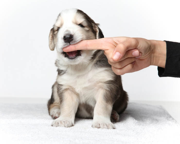 HOW TO TRAIN YOUR PUPPY NOT TO BITE