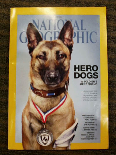 Heroic, Brave, Life-Saving Dogs