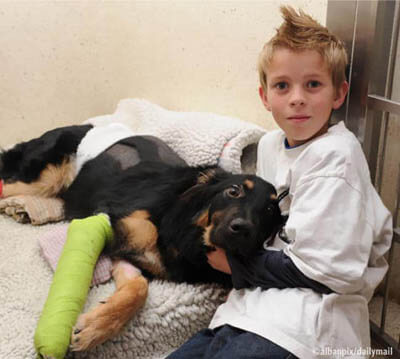 Heroic, Brave, Life-Saving Dogs