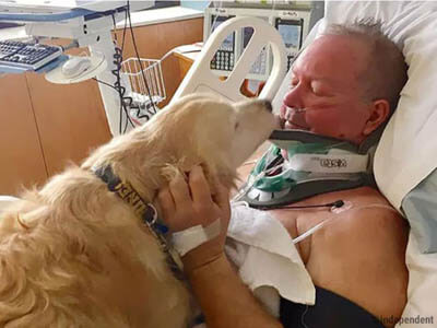 Heroic, Brave, Life-Saving Dogs