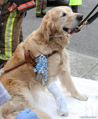 Heroic, Brave, Life-Saving Dogs