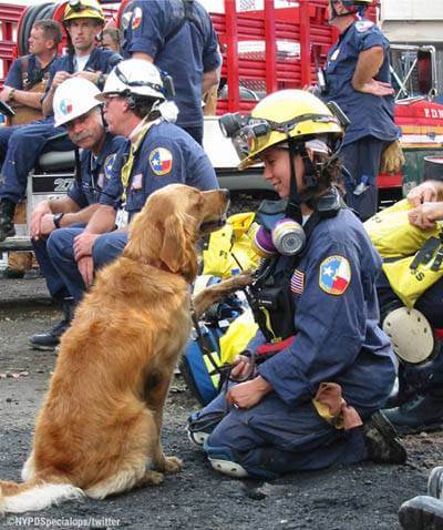 Heroic, Brave, Life-Saving Dogs