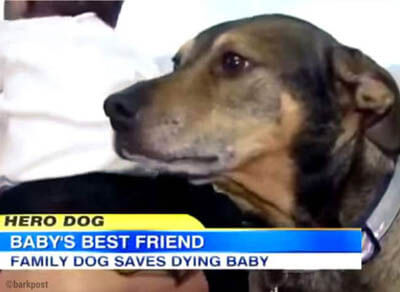 Heroic, Brave, Life-Saving Dogs