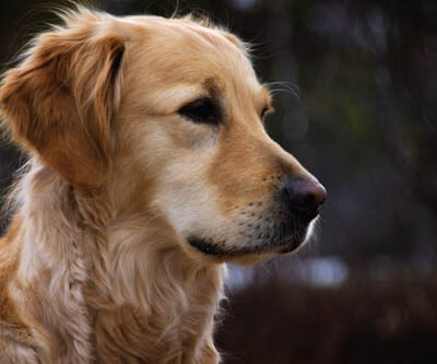 Heroic, Brave, Life-Saving Dogs