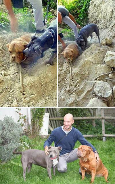 Heroic, Brave, Life-Saving Dogs