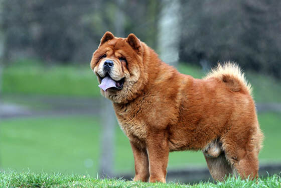 TOP DANGEROUS DOG BREEDS. 14 Dog Breeds Blacklisted by Insurance Companies