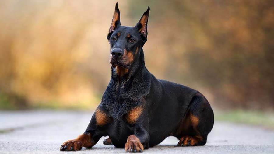 TOP DANGEROUS DOG BREEDS. 14 Dog Breeds Blacklisted by Insurance Companies