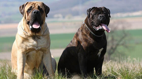 TOP DANGEROUS DOG BREEDS. 14 Dog Breeds Blacklisted by Insurance Companies