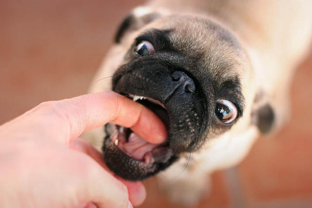 Dog Bites Treatment