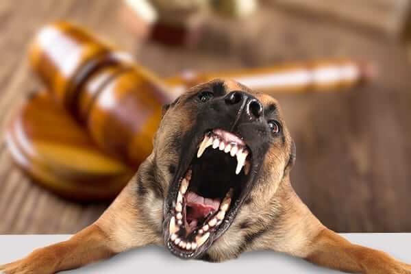 Dog Bites & The Law: 6 TYPES OF DOG BITE