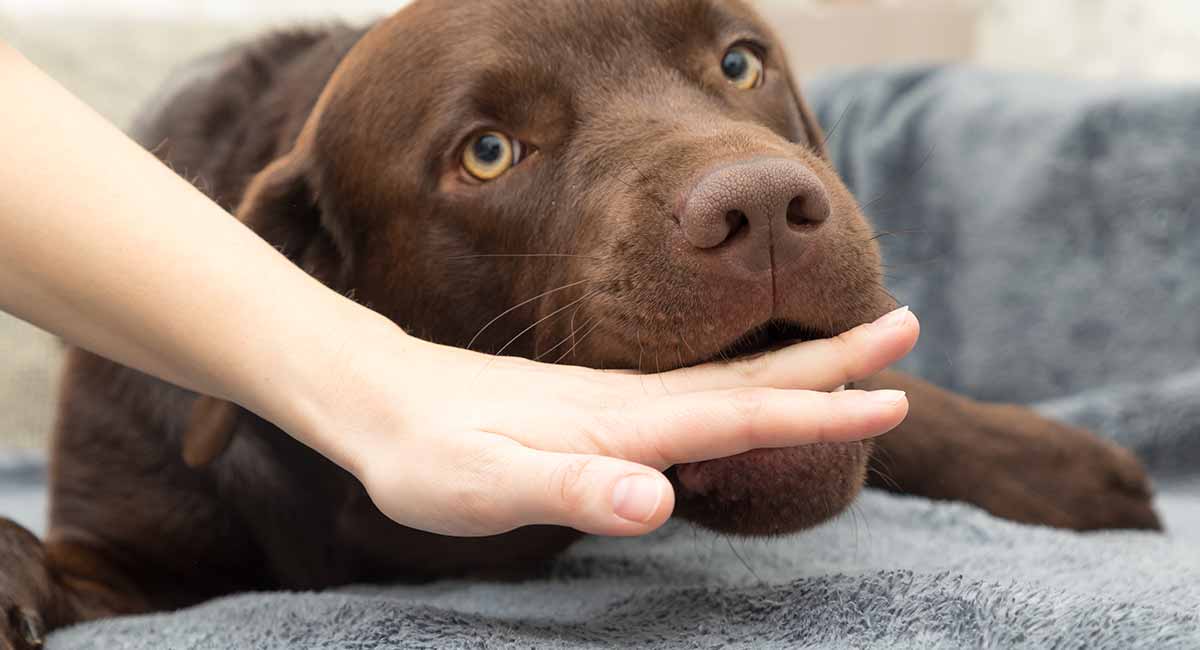 Symptoms of Dog Bite Infection