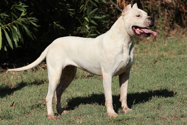 THE DOGO ARGENTINO - GUARD DOG OR DANGEROUS? - perro de montaña 