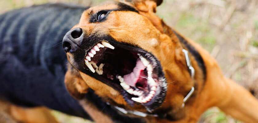 Mouthing, Nipping and Play Biting in Adult Dogs