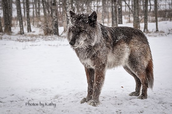 TOP DANGEROUS DOG BREEDS. 14 Dog Breeds Blacklisted by Insurance Companies