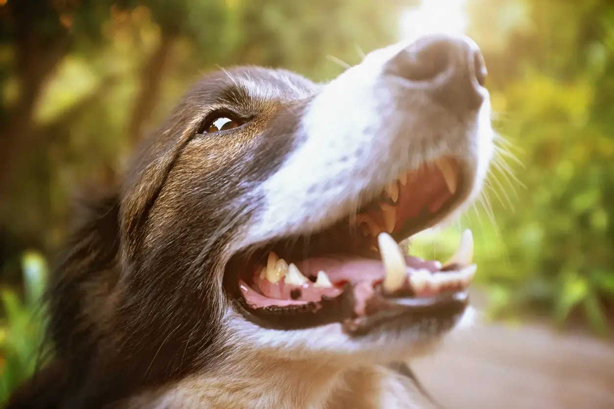 DENTAL CARE TIPS FOR OLDER DOGS