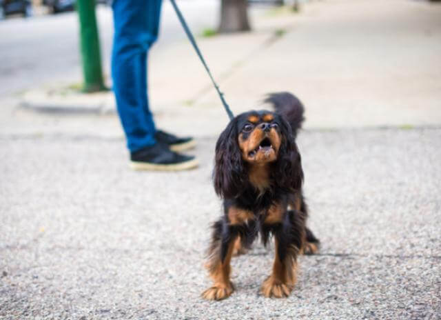 HOW TO PROPERLY HOLD THE LEASH