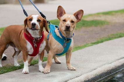 HOW TO CLEAN DOG LEASH