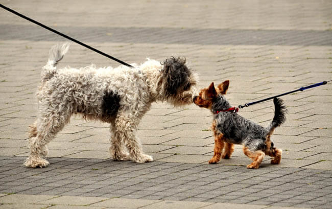 HOW TO CHOOSE BEST DOG'S LEASH