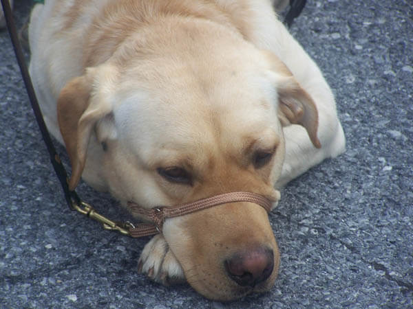 DOG COLLAR TYPES