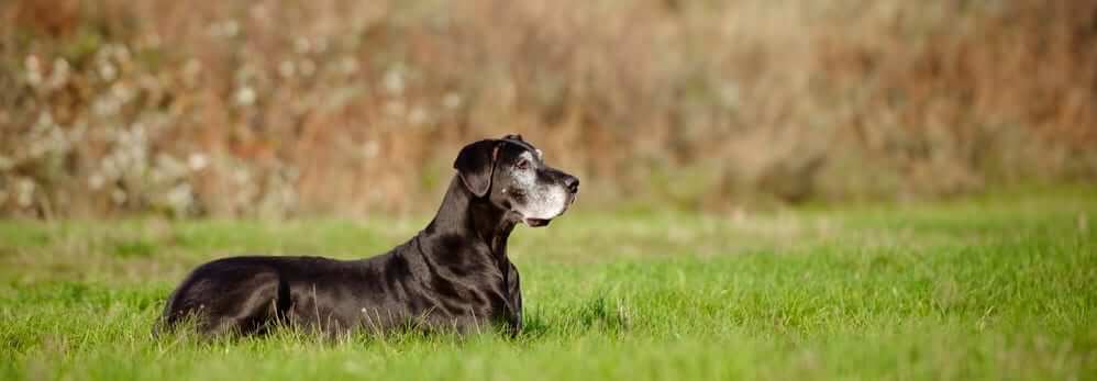 7 THINGS YOUR SENIOR DOG WOULD LIKE TO TELL YOU