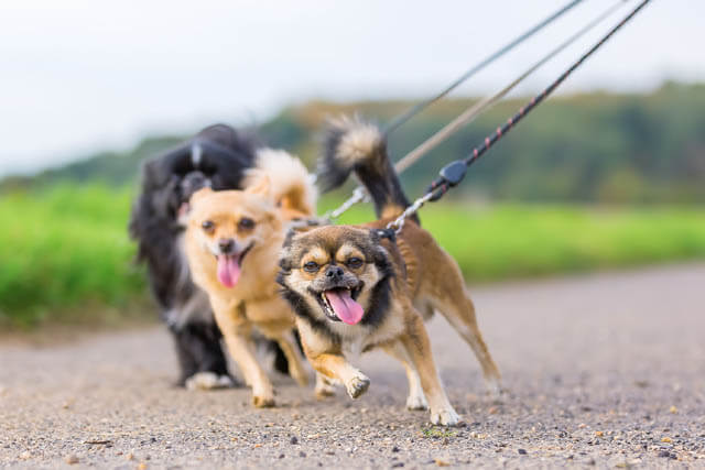 HOW TO TRAIN YOUR DOG NOT TO PULL THE LEASH?