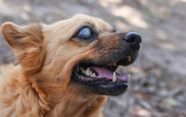 BLINDNESS IN OLDER DOGS
