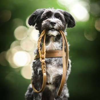 BEST DOG HARNESSES REVIEWS, DECISIONS, INFORMATION, TIPS, DOG MUZZLE, DOG CONTROL