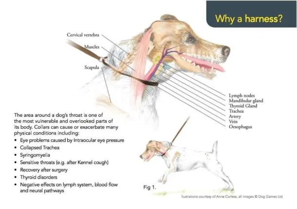 DOG HARNESS vs COLLAR & LEASH