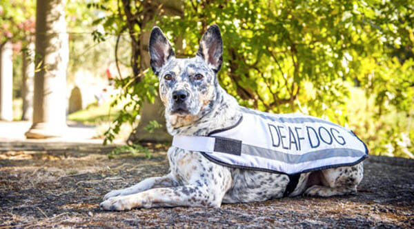 DEAFNESS IN OLDER DOGS