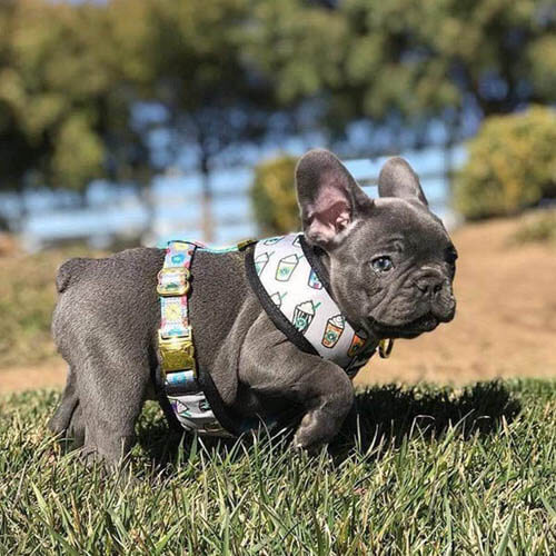 HOW TO PROPERLY HOLD THE LEASH