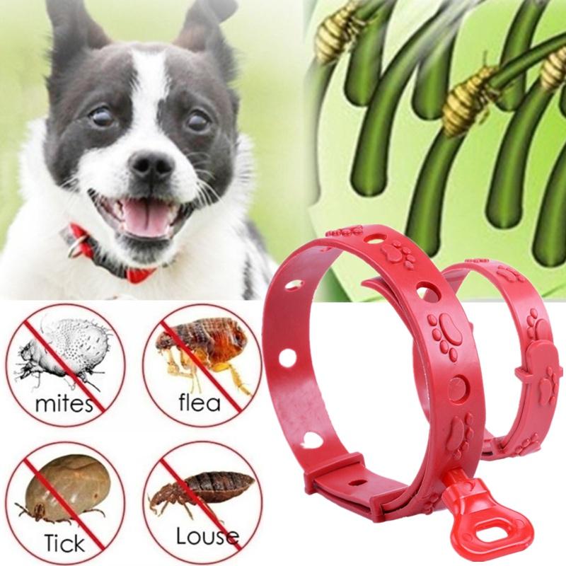 DOG COLLAR TYPES