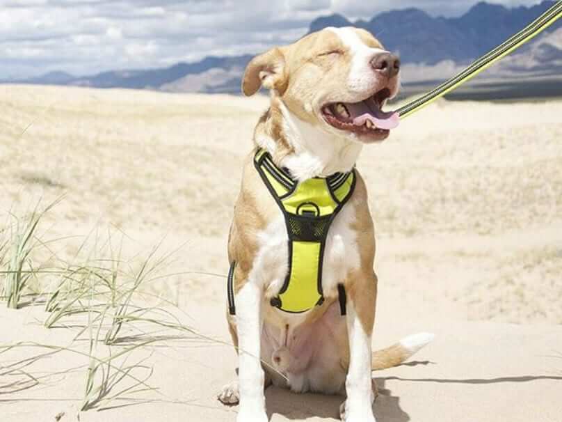 GPS & TRACKING DOG COLLARS