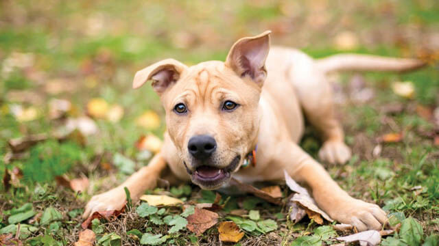 MOBILITY FOR SENIOR DOGS