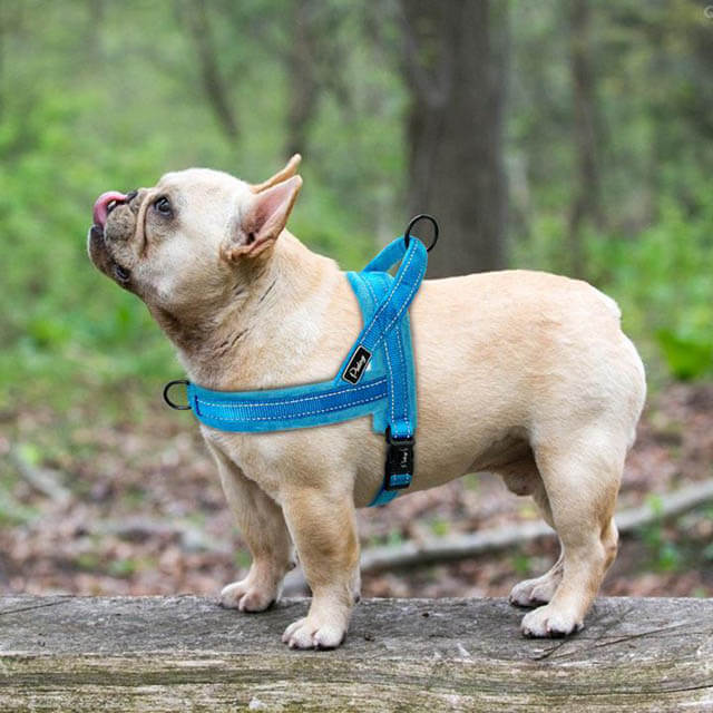 HOW TO PUT ON DOG HARNESS