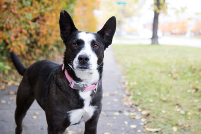 DOG COLLAR TYPES