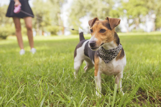 HOW TO CHOOSE BEST DOG'S LEASH