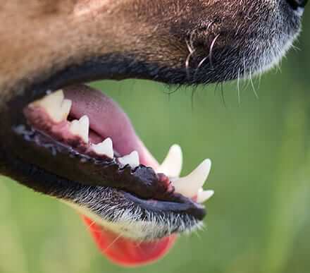 DENTAL CARE TIPS FOR OLDER DOGS