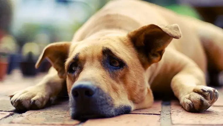 Old Dog Behavior - Senility, Irritability & Anxiety 