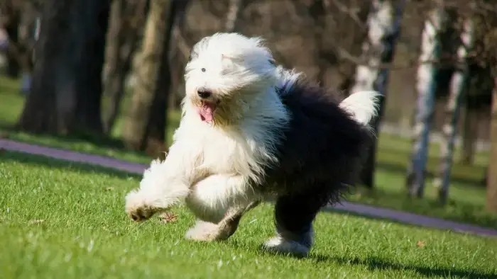 Smartest Dog Breeds, Most intelligent canines