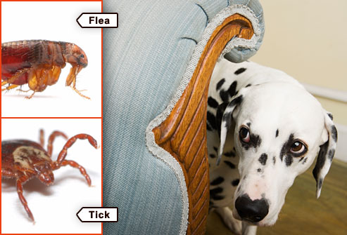 Dog Fleas, Mites and Ticks