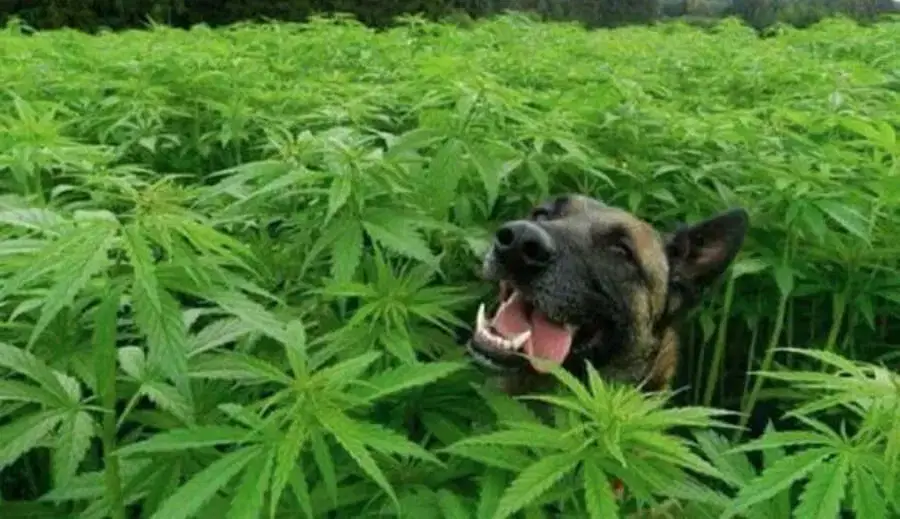HOW TO CHOOSE BEST CBD OIL FOR DOGS