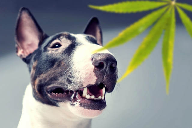 BEST CBD OIL FOR DOGS - REVIEWS