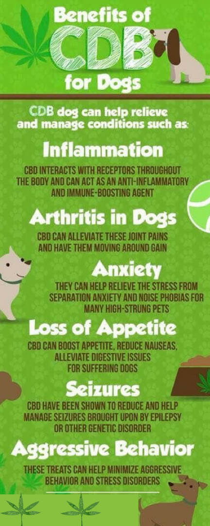 HOW CBD OIL CAN HELP YOUR DOG - INFOGRAPHICS