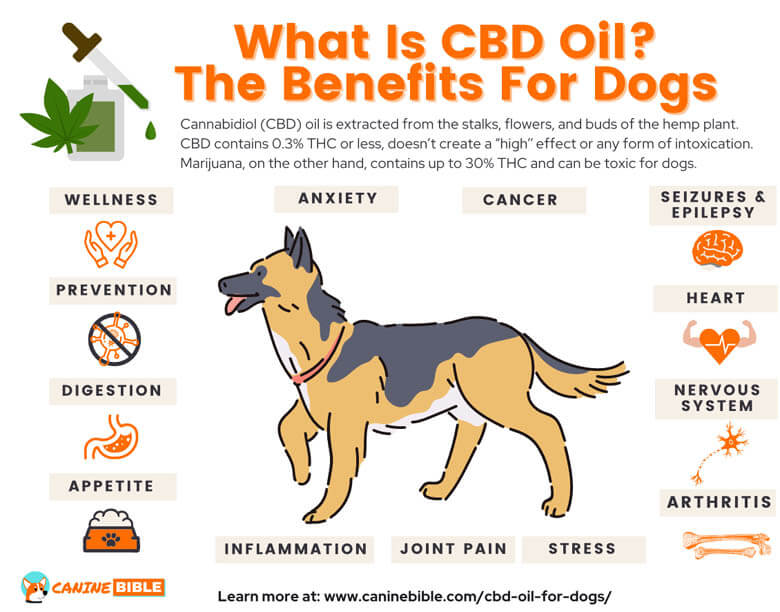 HOW CBD OIL CAN HELP YOUR DOG - INFOGRAPHICS