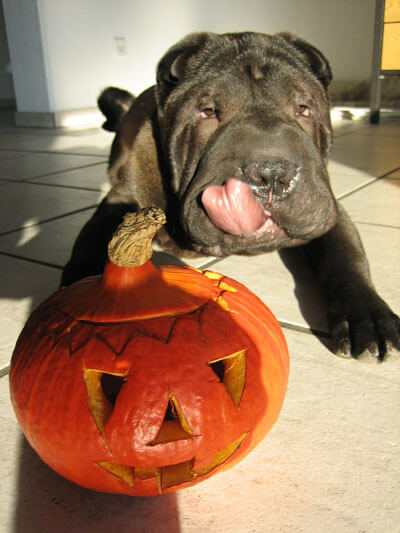 COMMON DOG FEARS & PHOBIAS - THIS IMAGE COURTESY OF www.danspapers.com