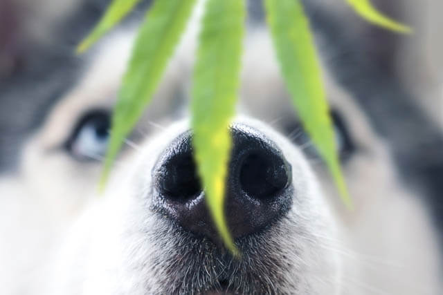HOW CBD OIL CAN HELP YOUR DOG