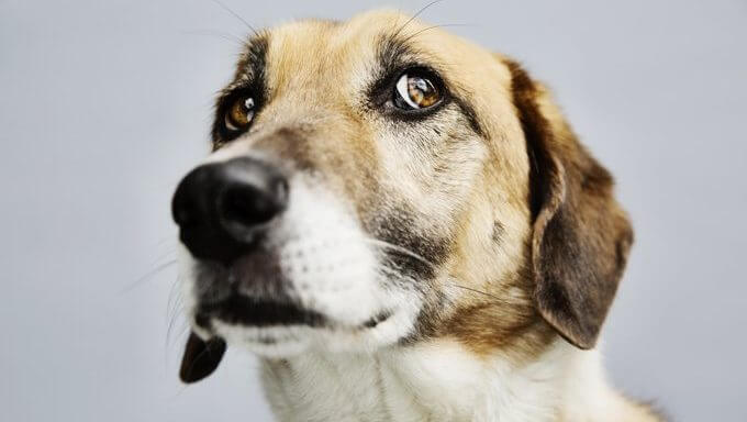 DOG PHOBIAS & FEARS - THIS IMAGE COURTESY OF GETTYIMAGES !